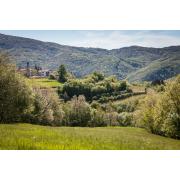 Terlato vineyards Friuli