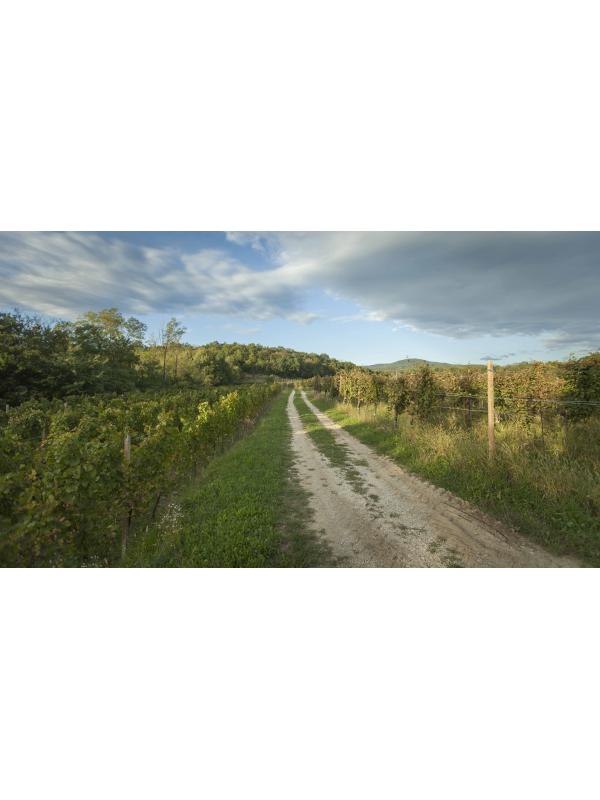 Vineyard with road tracks courtesy of Terlato wines